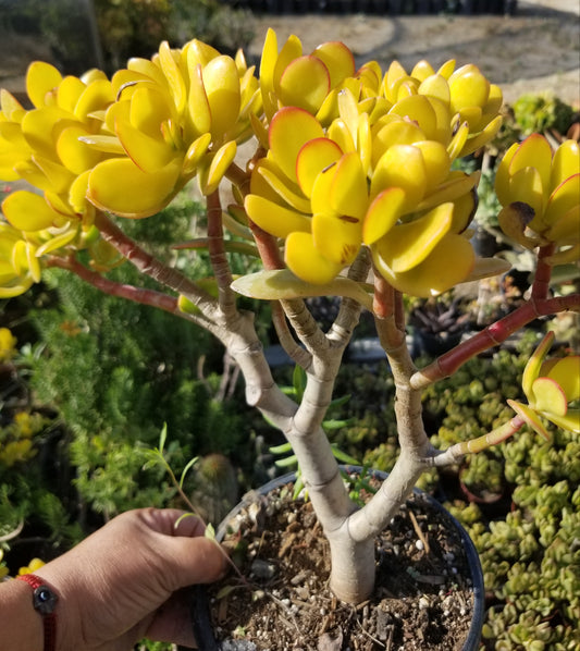 Crassula Ovata Hummel's Sunset Tree