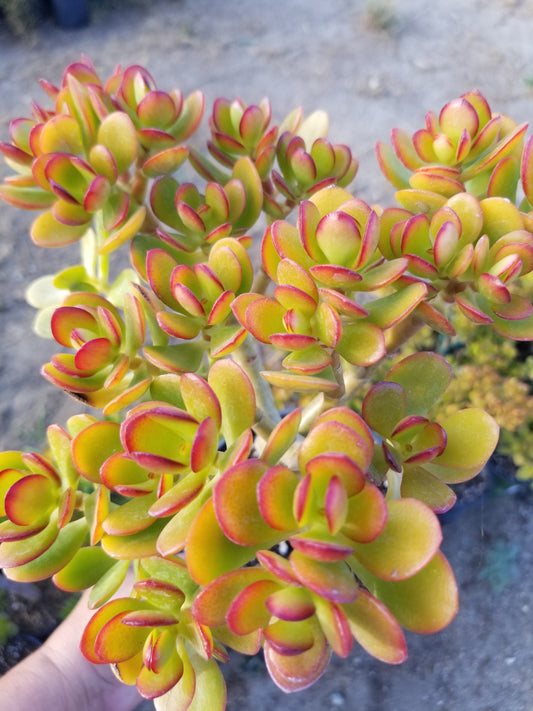 Crassula Ovata Crosby's Compact Tree, Bonsai Tree, drought tolerance, colorful jade tree.