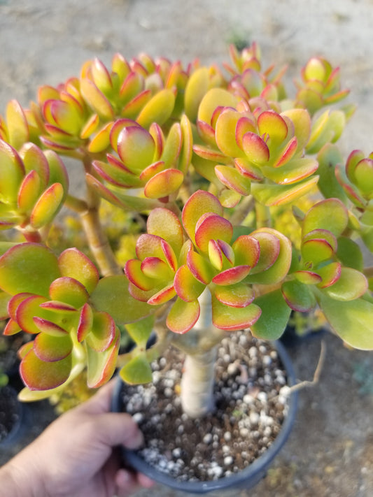 Crassula Ovata Crosby's Compact Tree, Bonsai Tree, drought tolerance, colorful jade tree.