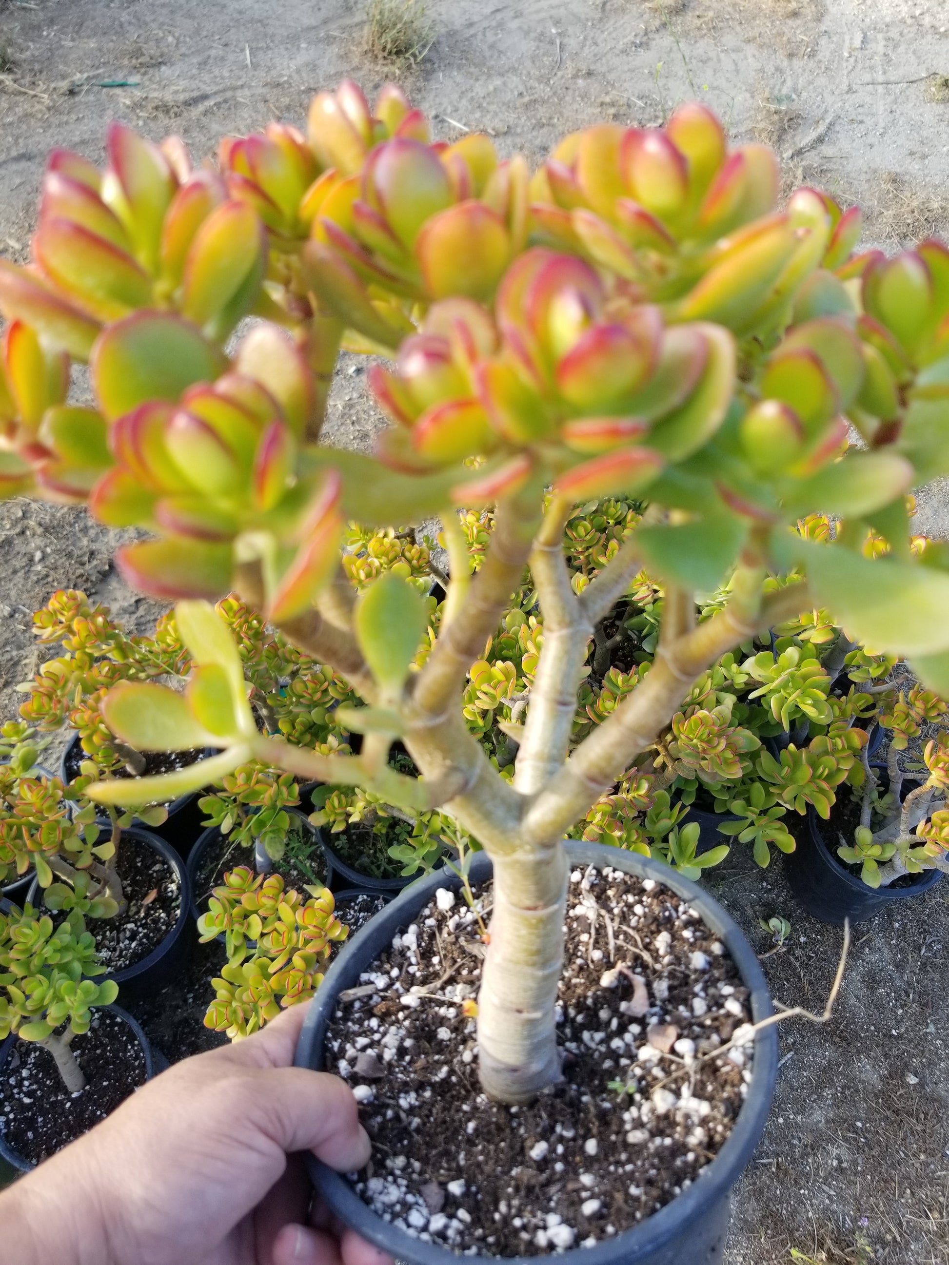 beady succulent Crassula Ovata Crosby's Compact Tree, Bonsai Tree, drought tolerance, – Beaultiful Desert Plants