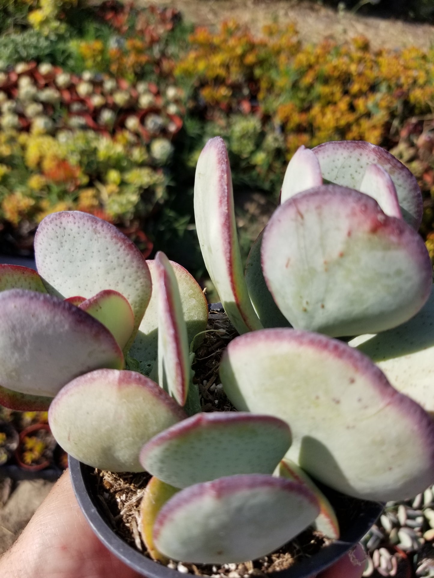 Crassula Arborensens "Silver Dollar Plant" (4" Pot)