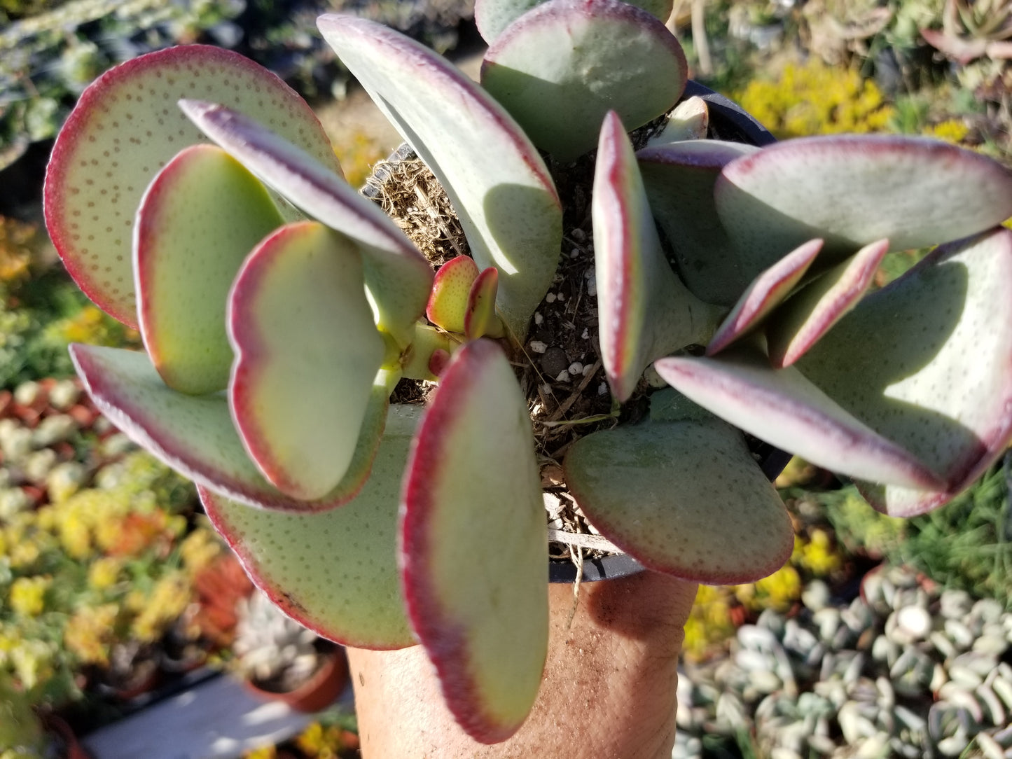 Crassula Arborensens "Silver Dollar Plant" (4" Pot)