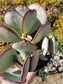 Crassula Arborensens "Silver Dollar Plant" (4" Pot)