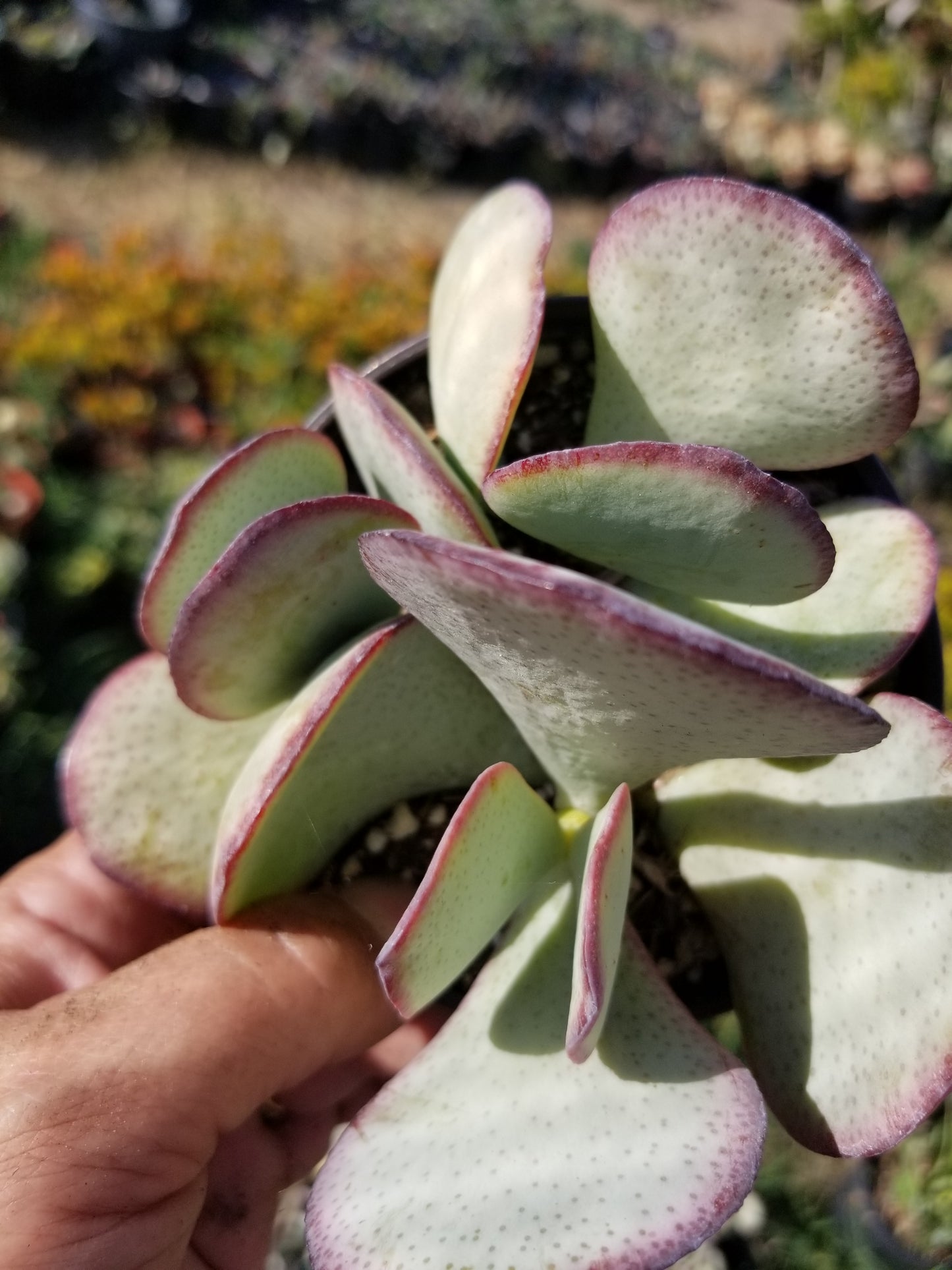 Crassula Arborensens "Silver Dollar Plant" (4" Pot)