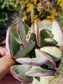 Crassula Arborensens "Silver Dollar Plant" (4" Pot)