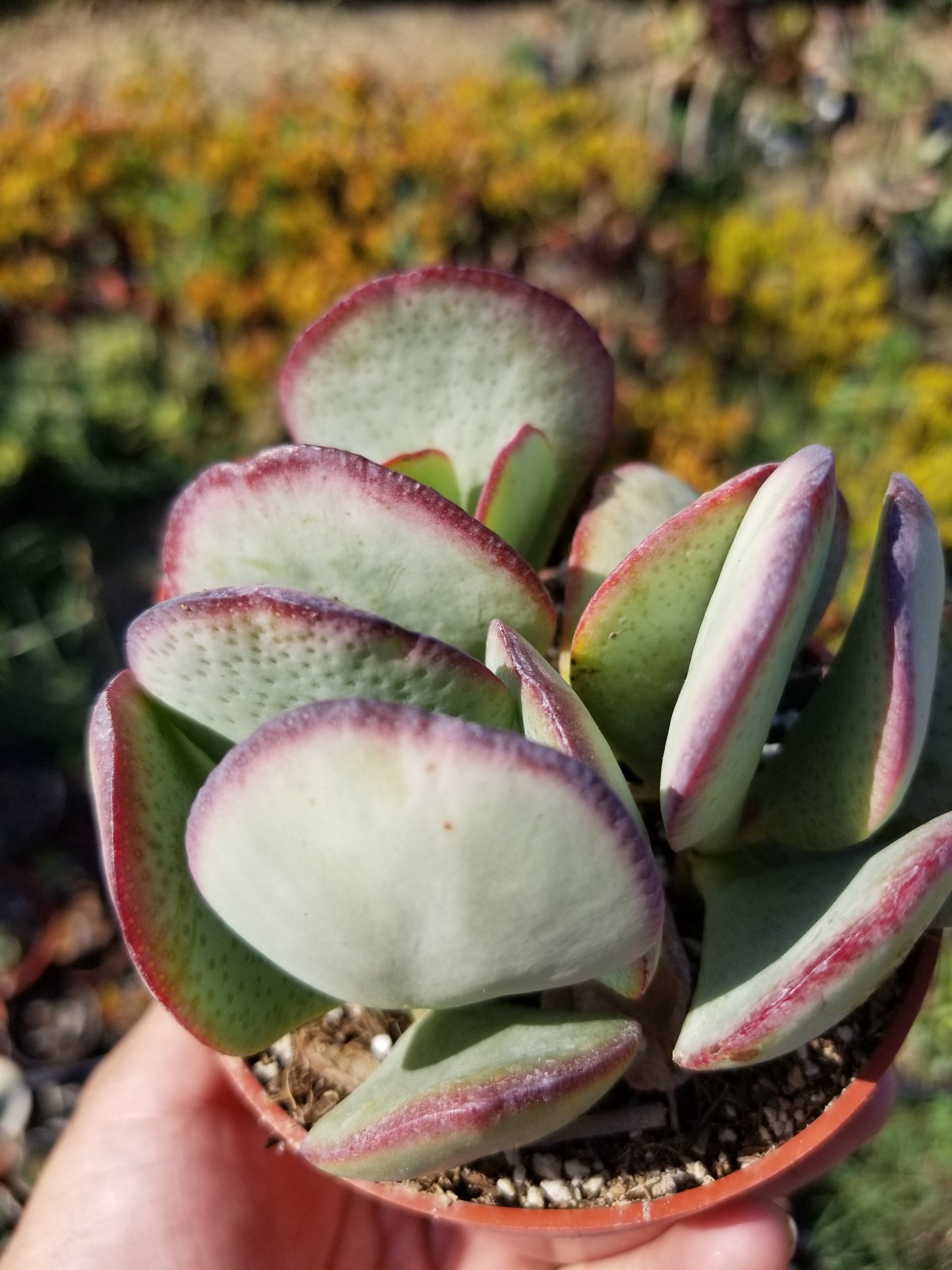 Crassula Arborensens "Silver Dollar Plant" (4" Pot)