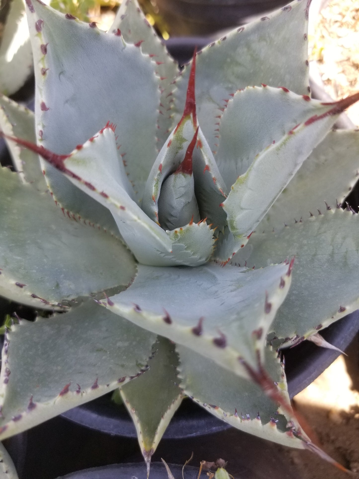 Agave Pygmae "Dragon's Toes"