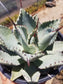 Agave Pygmae "Dragon's Toes"