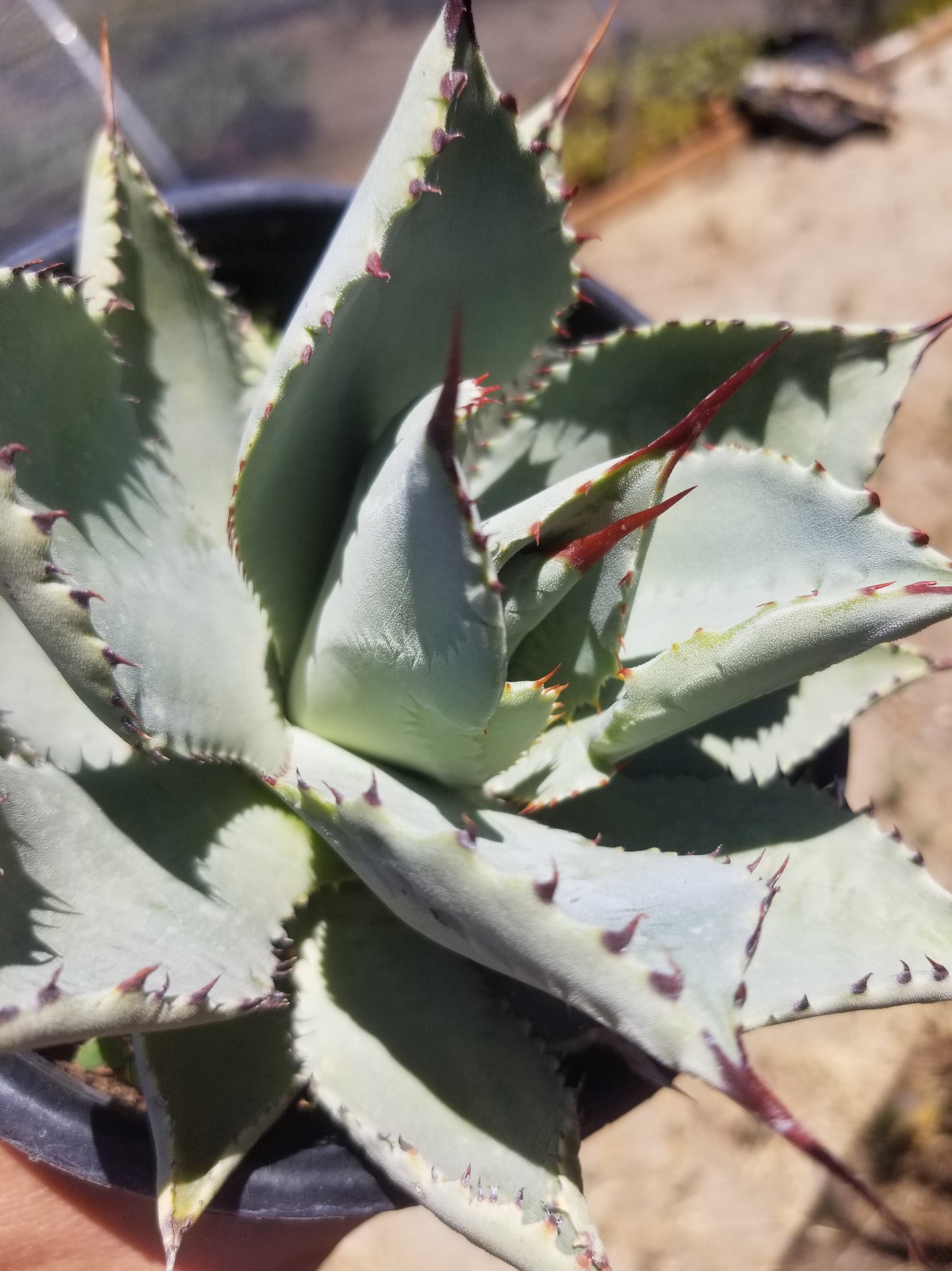 Agave Pygmae "Dragon's Toes"