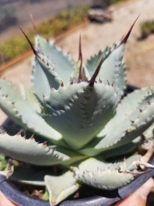 Agave Pygmae "Dragon's Toes"