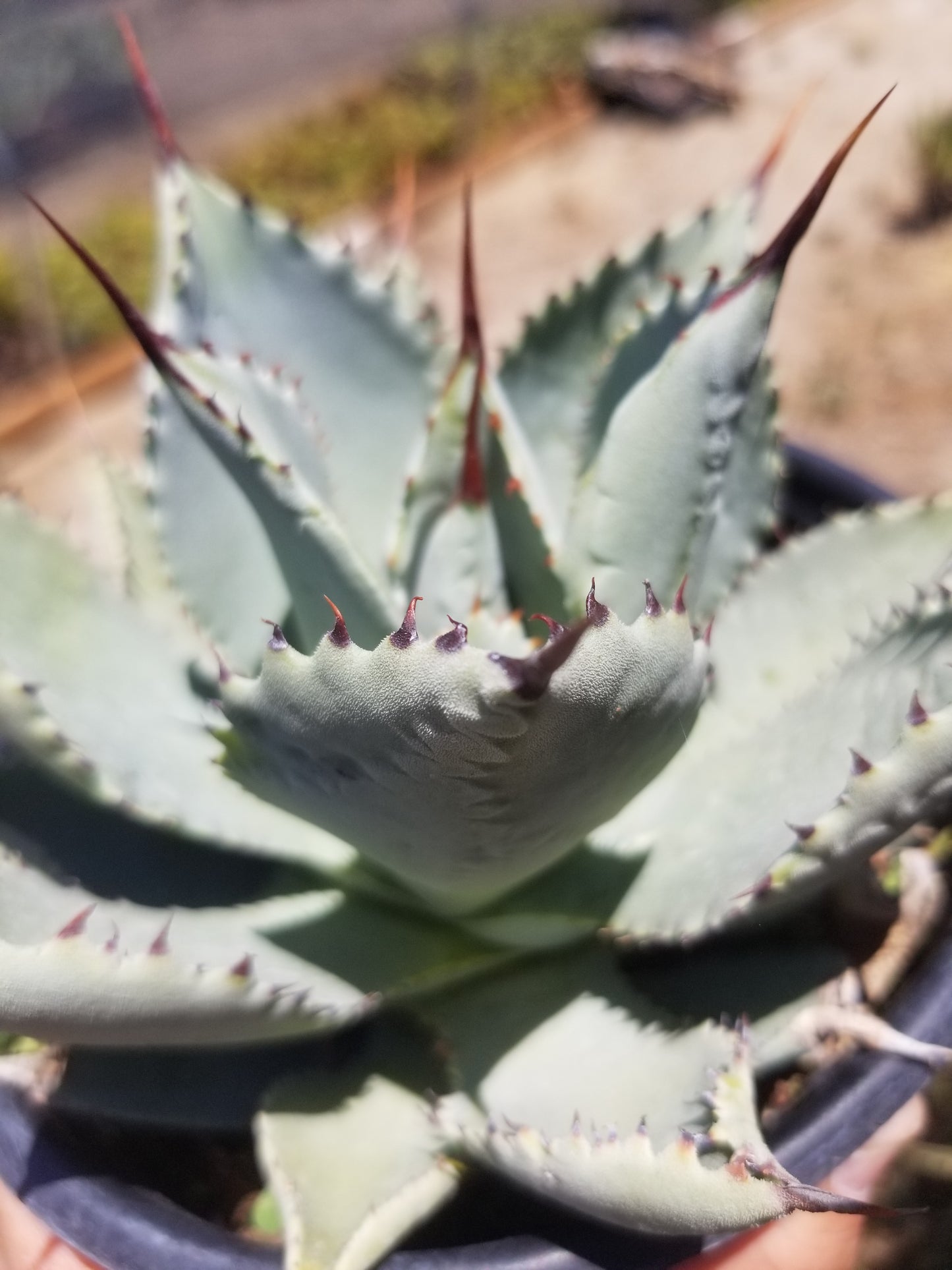 Agave Pygmae "Dragon's Toes"