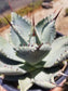 Agave Pygmae "Dragon's Toes"