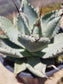 Agave Pygmae "Dragon's Toes"