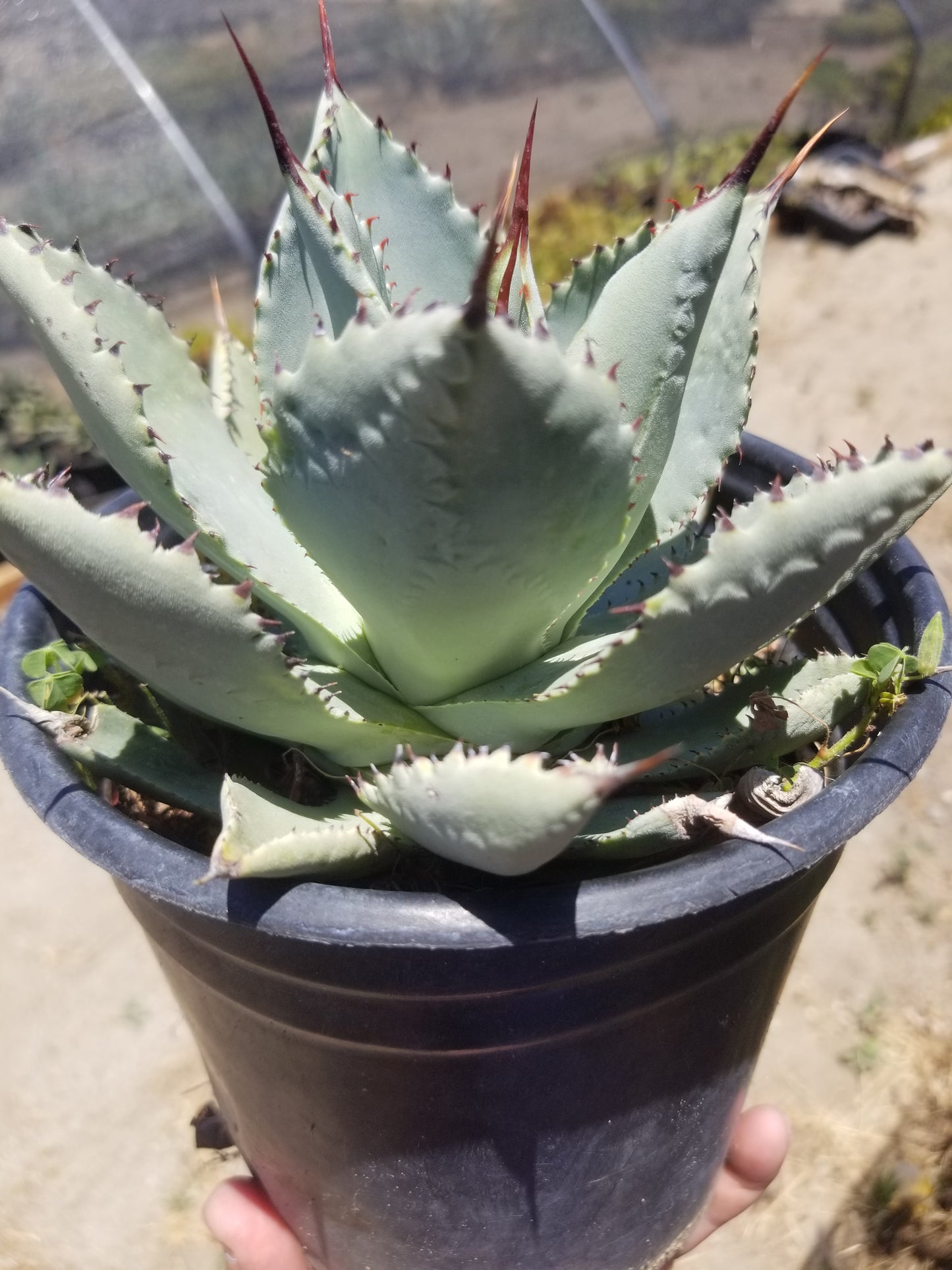 Agave Pygmae "Dragon's Toes"