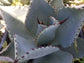 Agave Pygmae "Dragon's Toes"