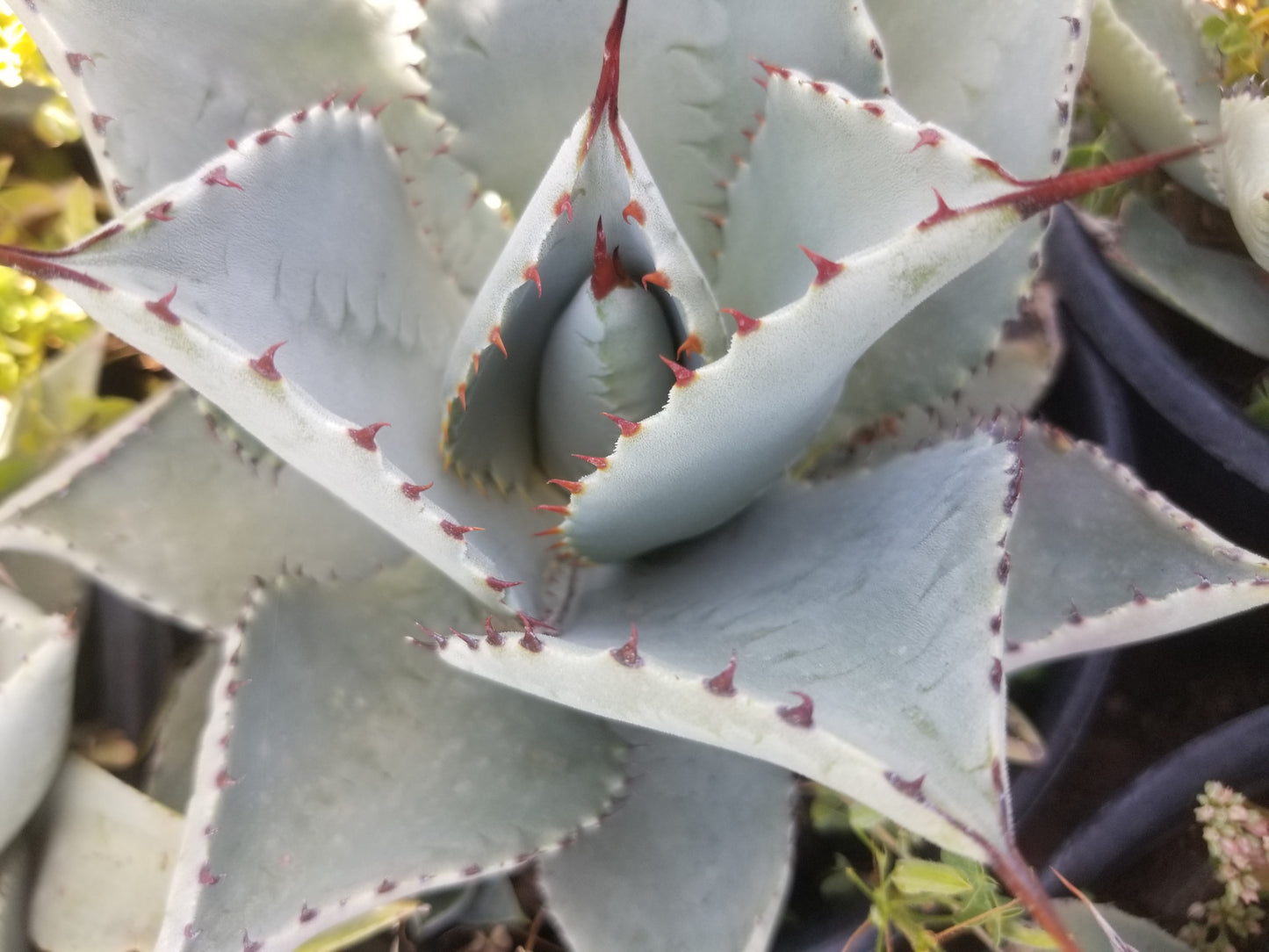 Agave Pygmae "Dragon's Toes"