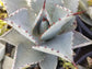 Agave Pygmae "Dragon's Toes"