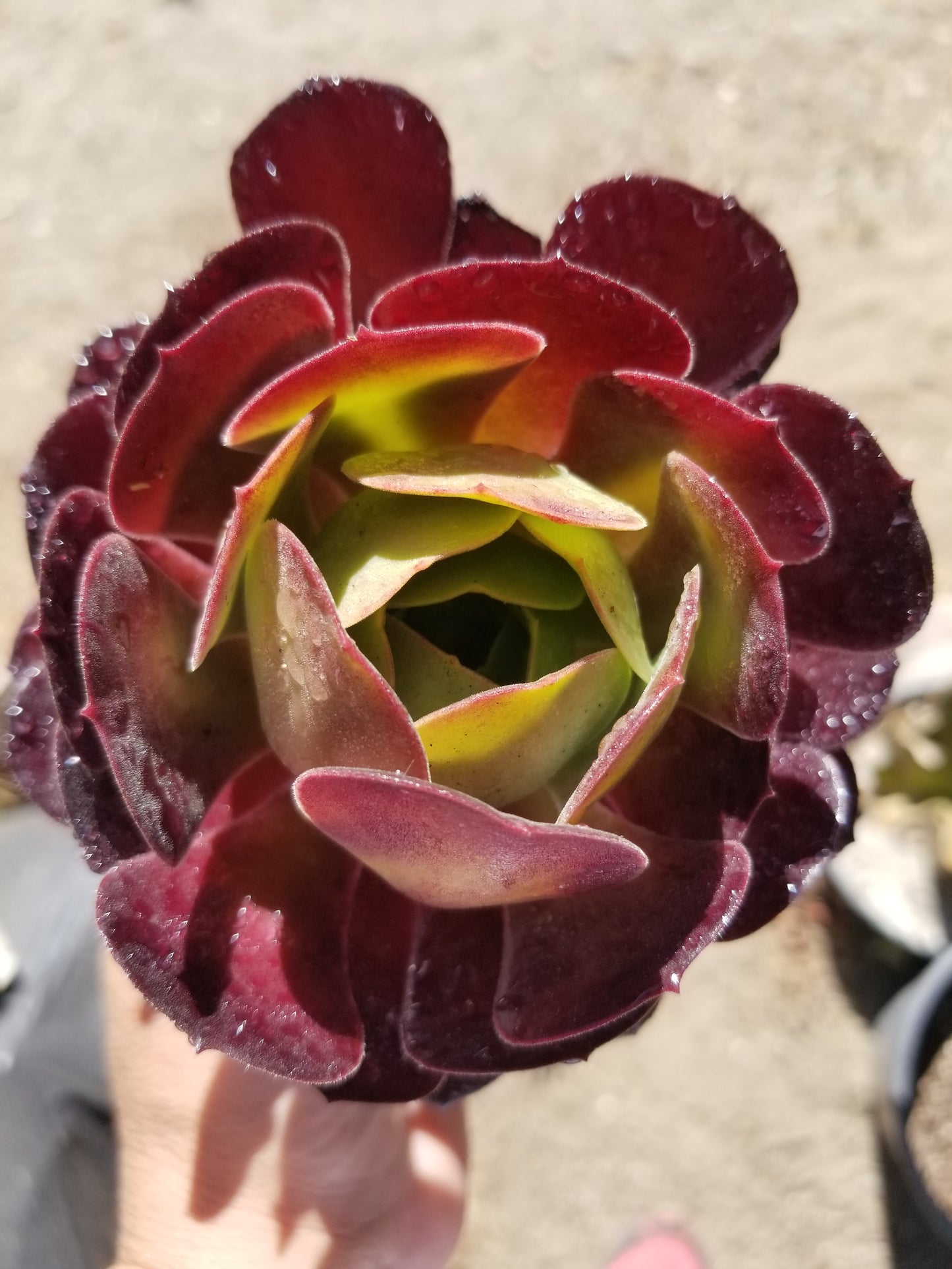 Aeonium Garnet (4" pot)