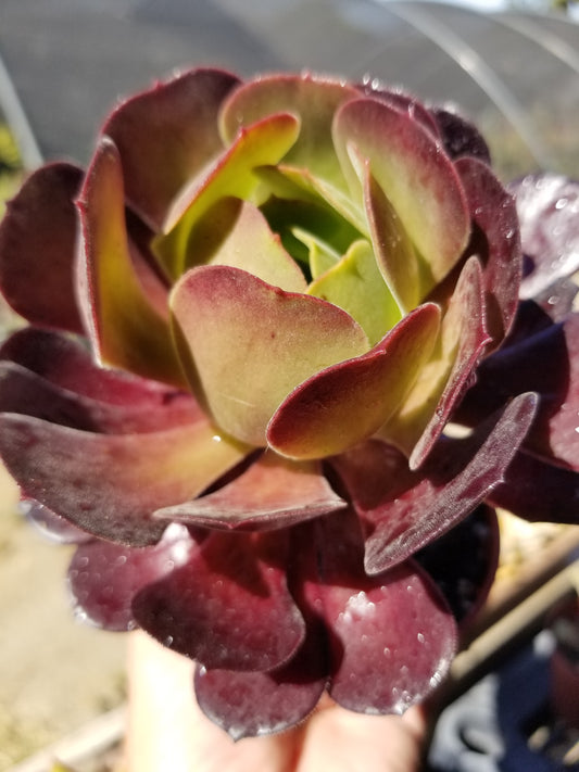 Aeonium Garnet (4" pot)