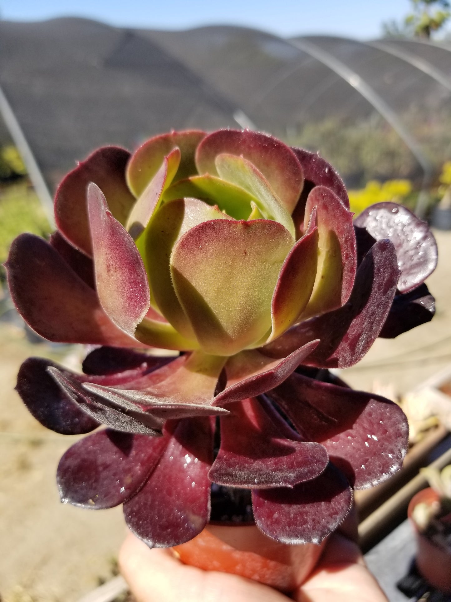 Aeonium Garnet (4" pot)