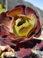 Aeonium Garnet (4" pot)