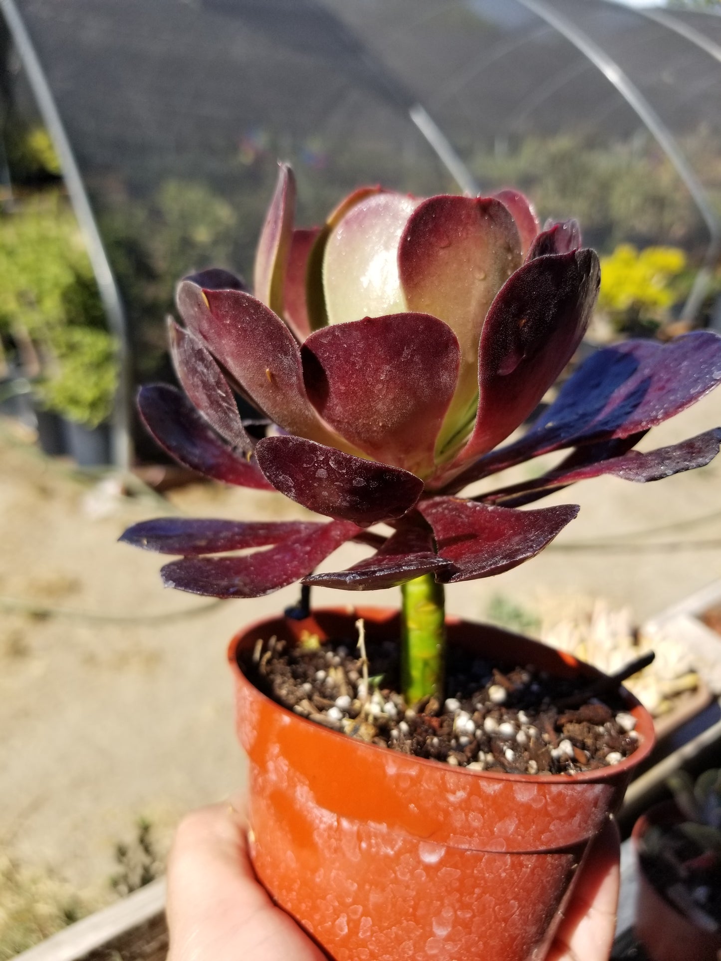 Aeonium Garnet (4" pot)