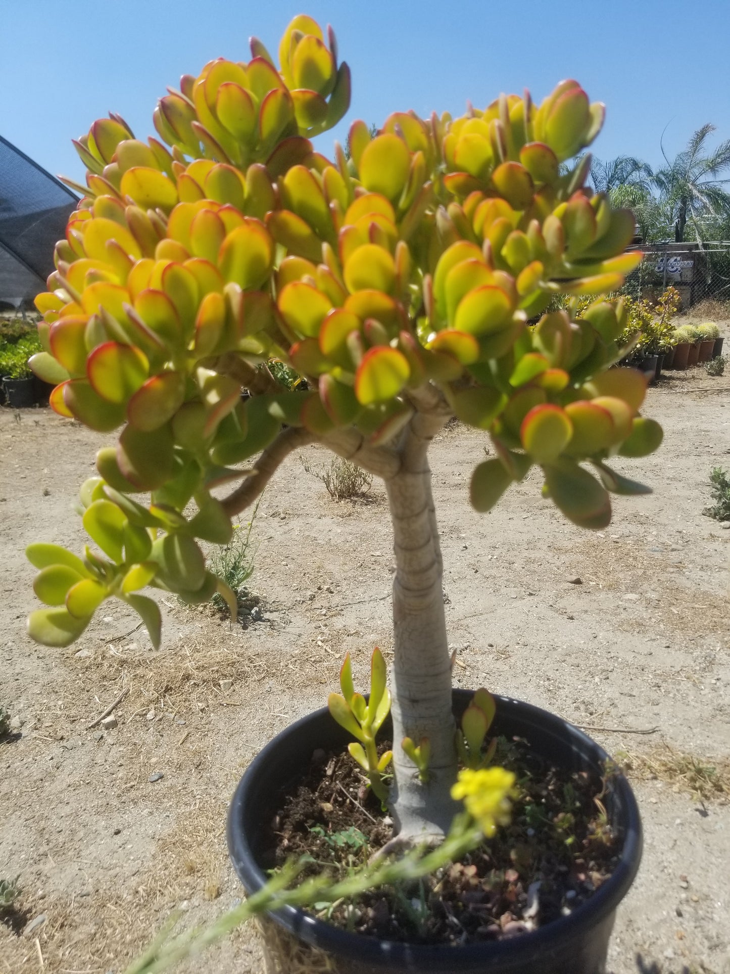 jade plant with yellow flowers Crassula Ovata Jade Tree – Beaultiful Desert Plants