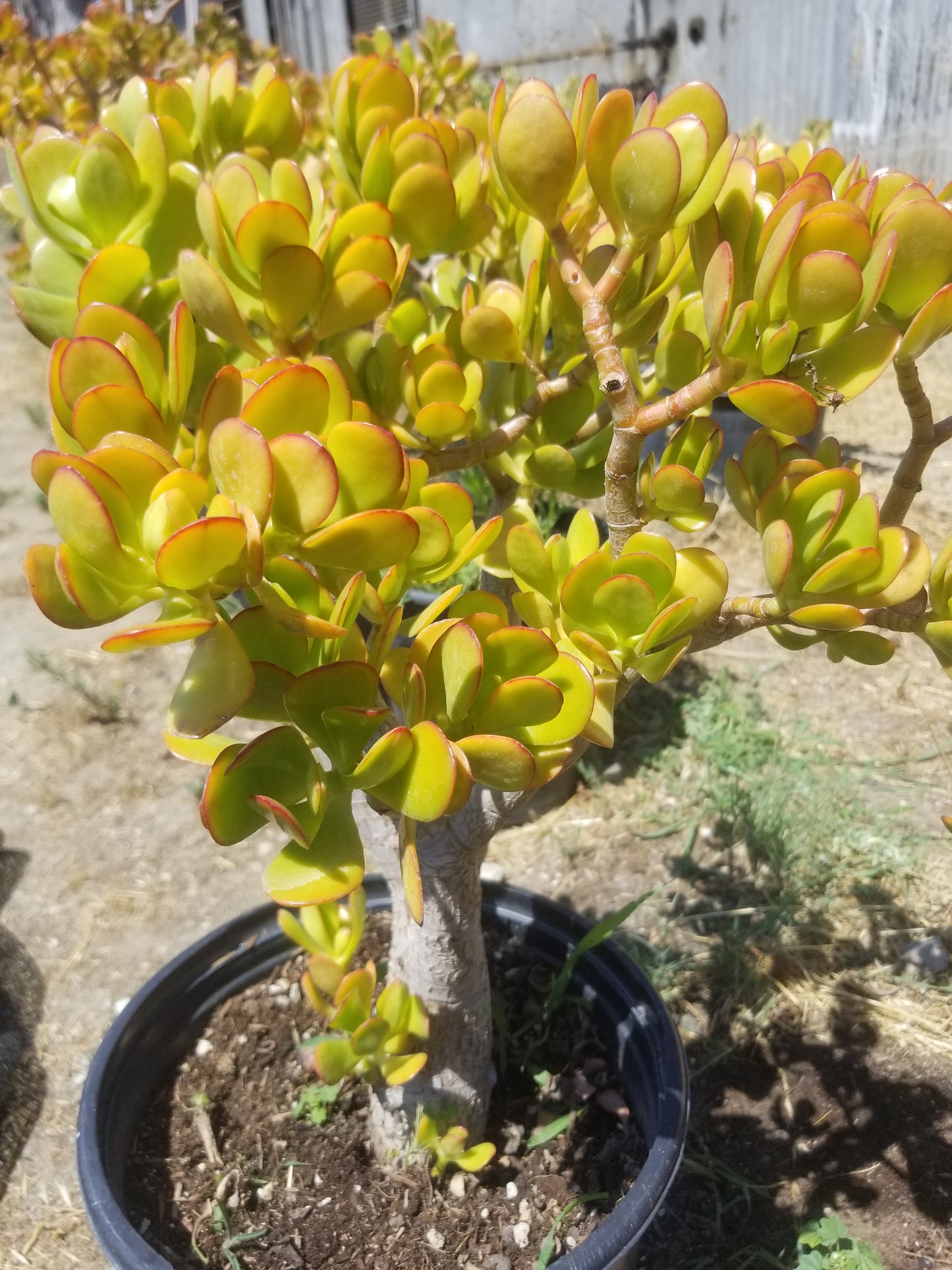 yellow jade plant Crassula Ovata Jade Tree – Beaultiful Desert Plants