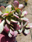 4" Crassula platyphylla Variegated