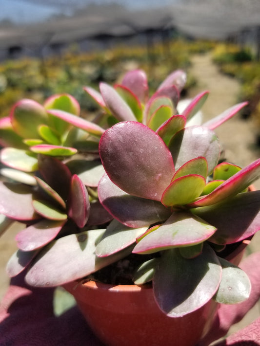 4" Crassula platyphylla Variegated