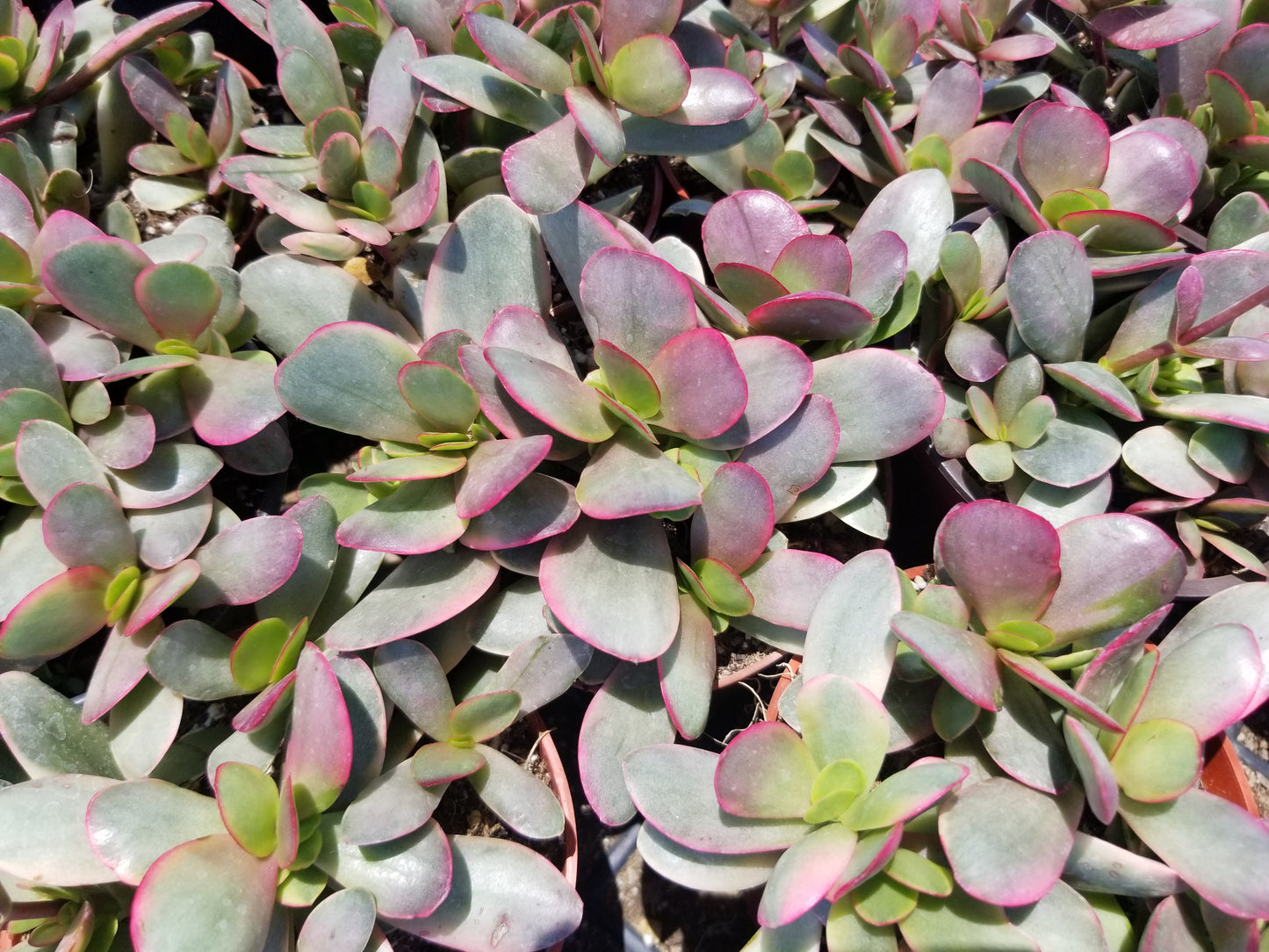 4" Crassula platyphylla Variegated