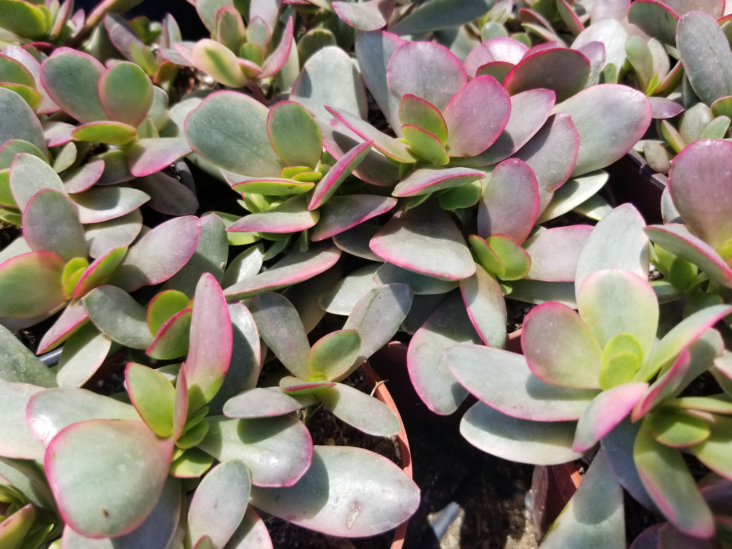 4" Crassula platyphylla Variegated