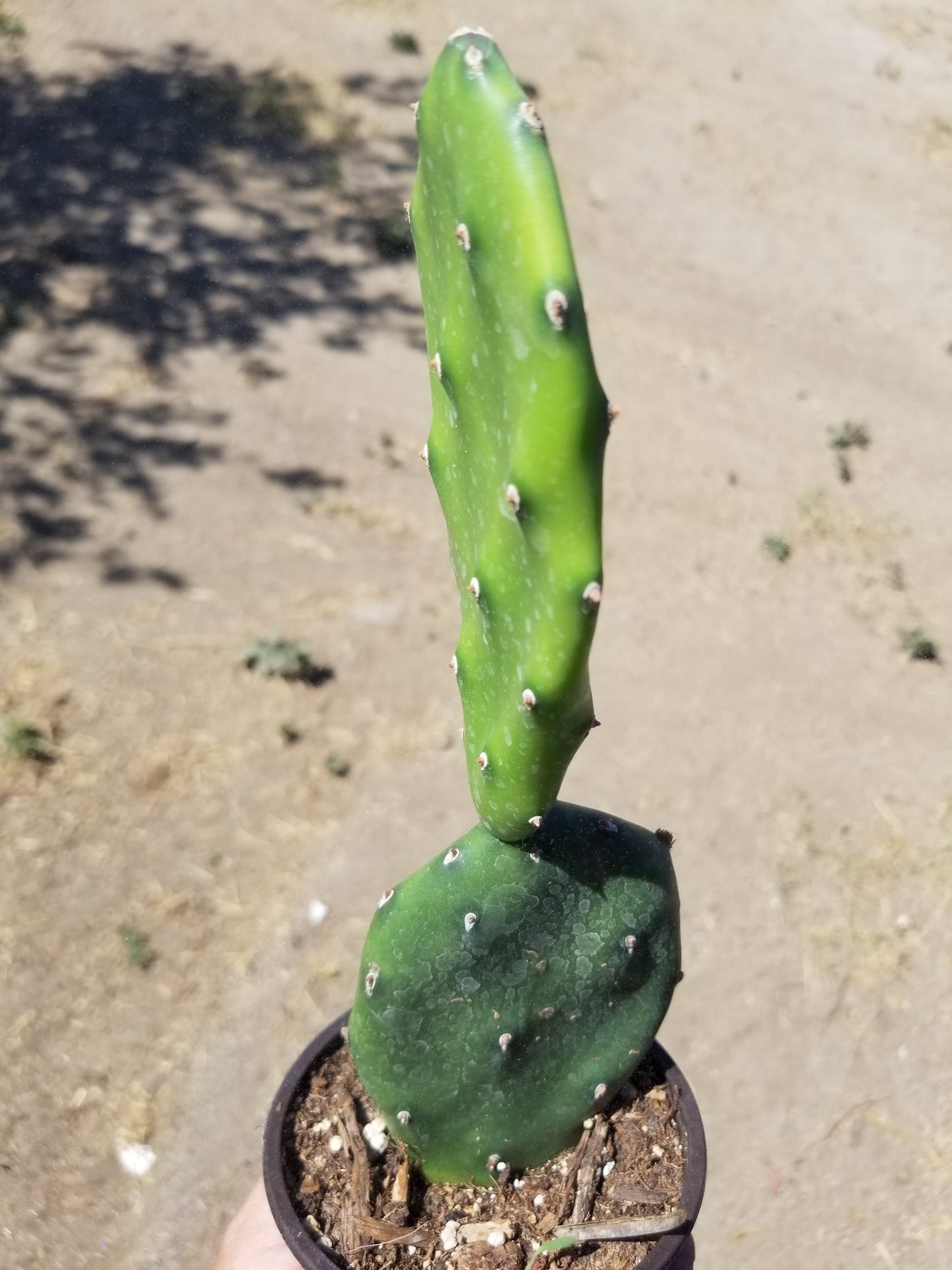 4" Opuntia Elata