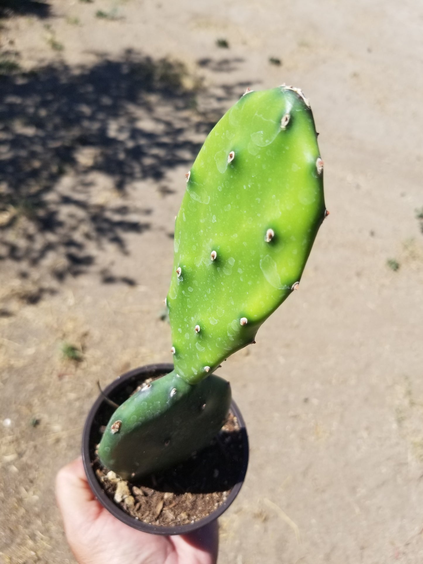 4" Opuntia Elata