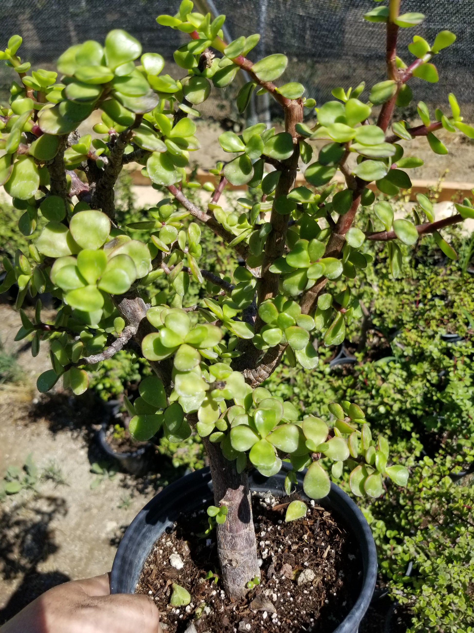 portulacaria afra large leaf Portulacaria Afra "Elephant Bush Tree" – Beaultiful Desert Plants