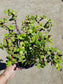 Portulacaria Afra "Elephant Bush Tree"