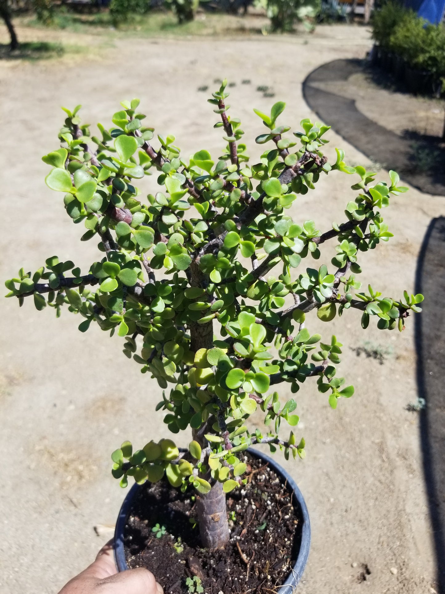 Portulacaria Afra "Elephant Bush Tree"