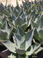 Agave Parryi Truncata Huntington