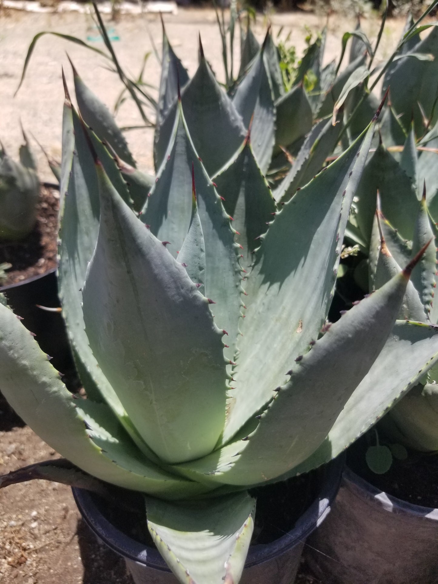 Agave Parryi Truncata Huntington