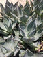 Agave Parryi Truncata Huntington