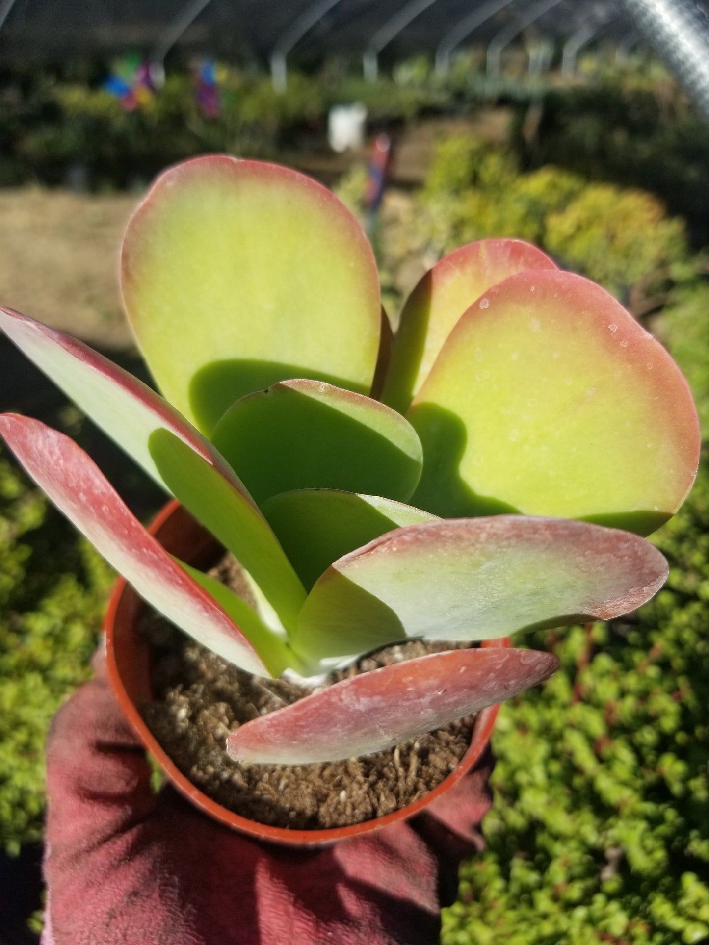 4" Kalanchoe Flapjack