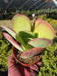 4" Kalanchoe Flapjack