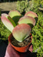 4" Kalanchoe Flapjack