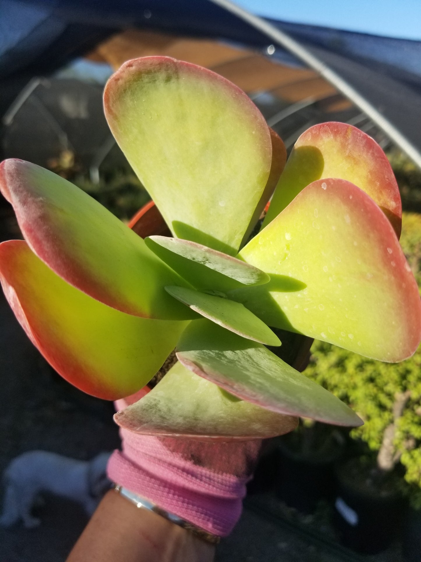 4" Kalanchoe Flapjack