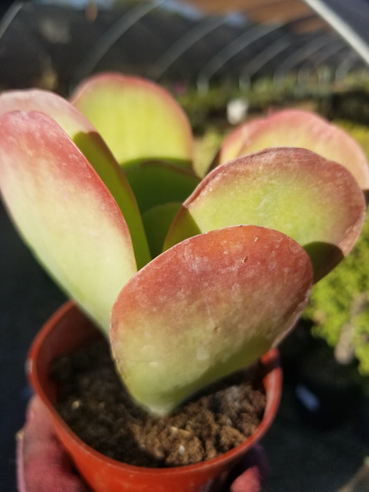 4" Kalanchoe Flapjack