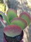 4" Kalanchoe Flapjack