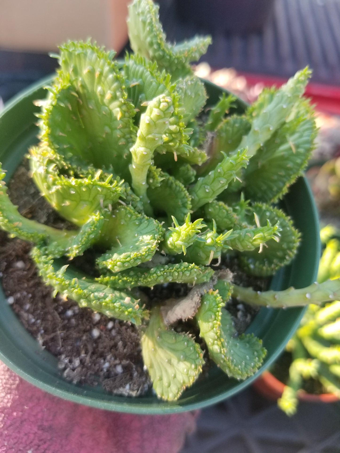 4" Euphorbia Flanaganii Medusa Crested