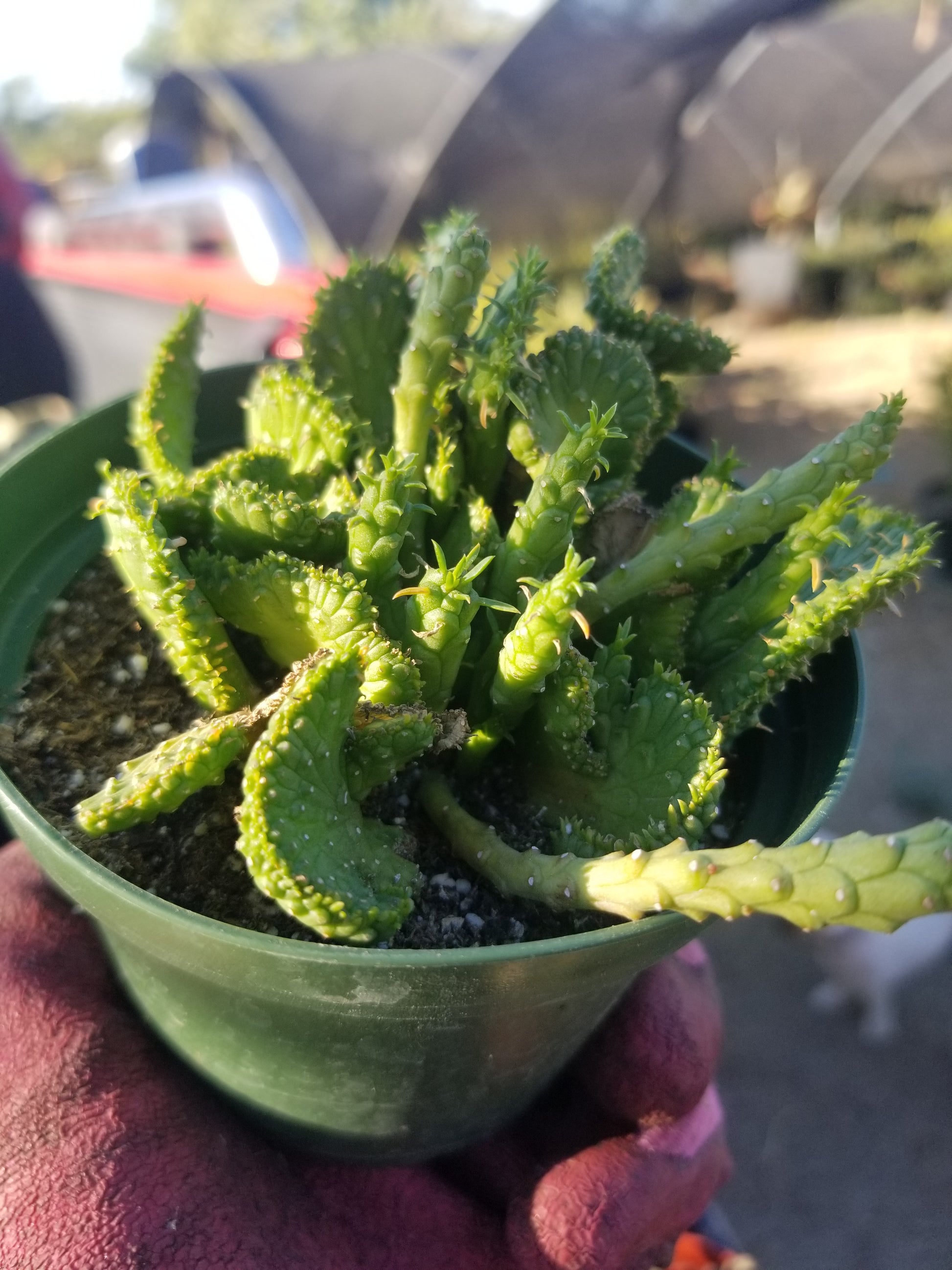 crested medusa succulent 4" Euphorbia Flanaganii Medusa Crested – Beaultiful Desert Plants