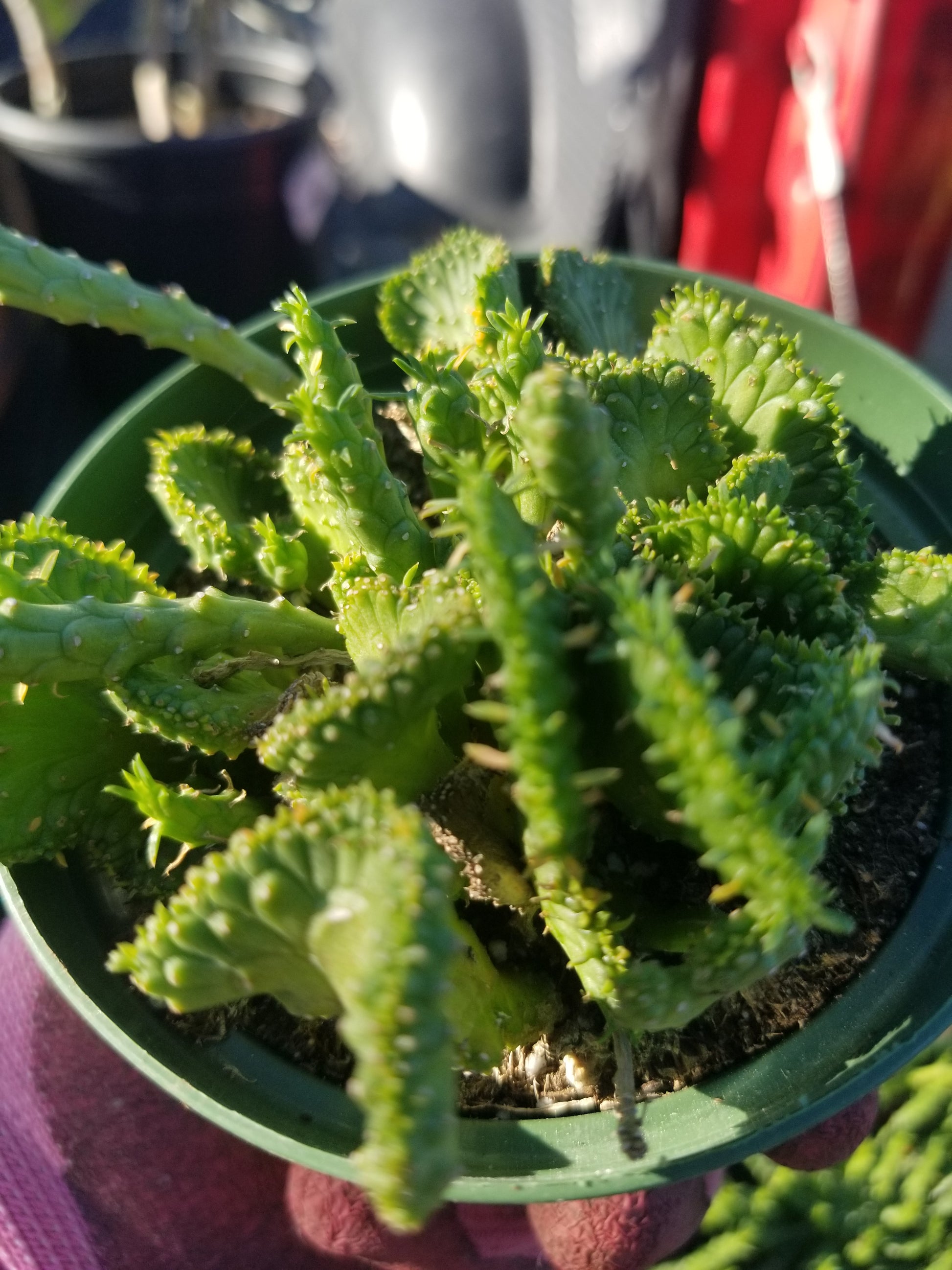medusa succulent plant 4" Euphorbia Flanaganii Medusa Crested – Beaultiful Desert Plants