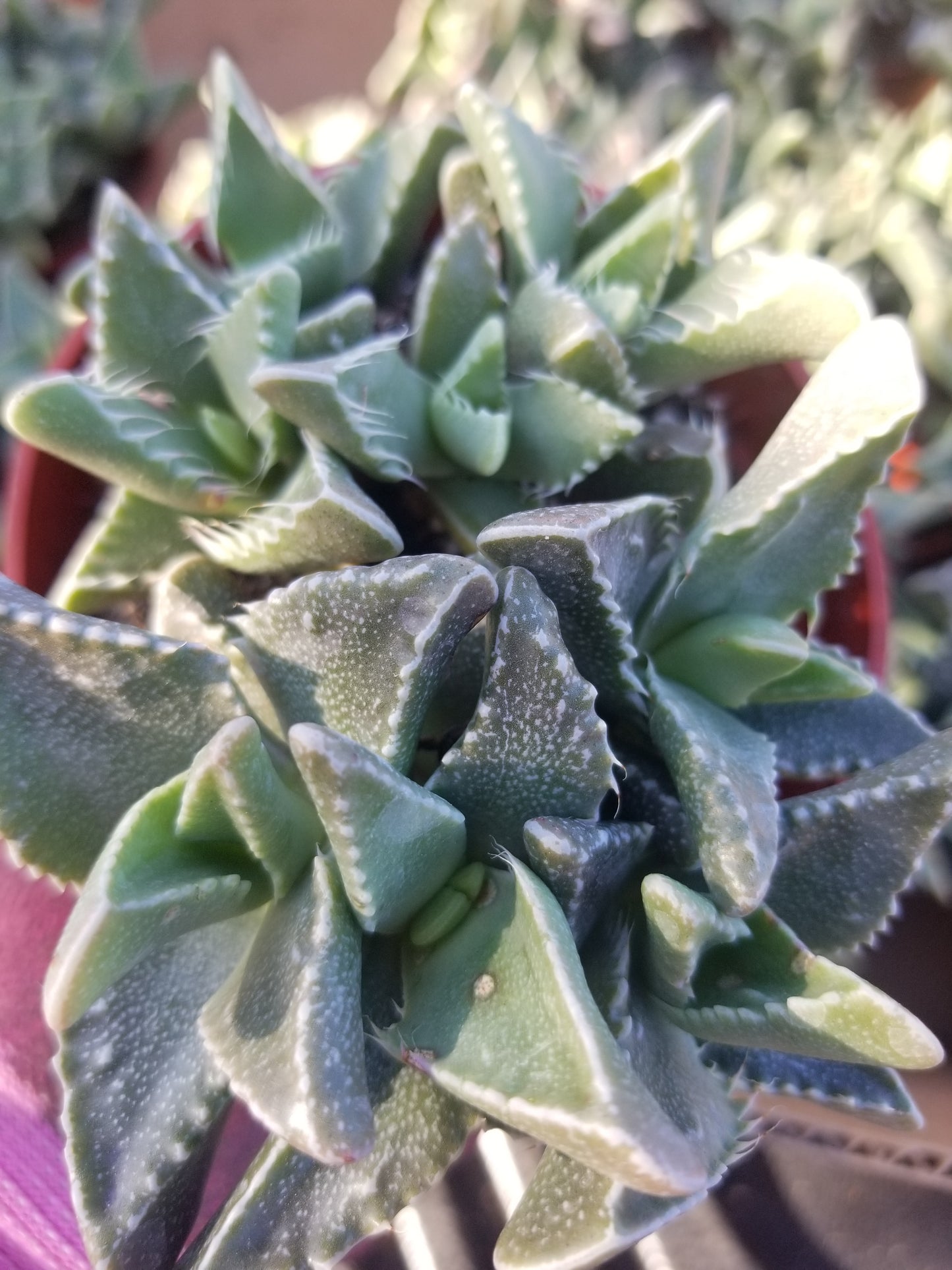 4" Faucaria Tigrina "Tiger's Jaw"